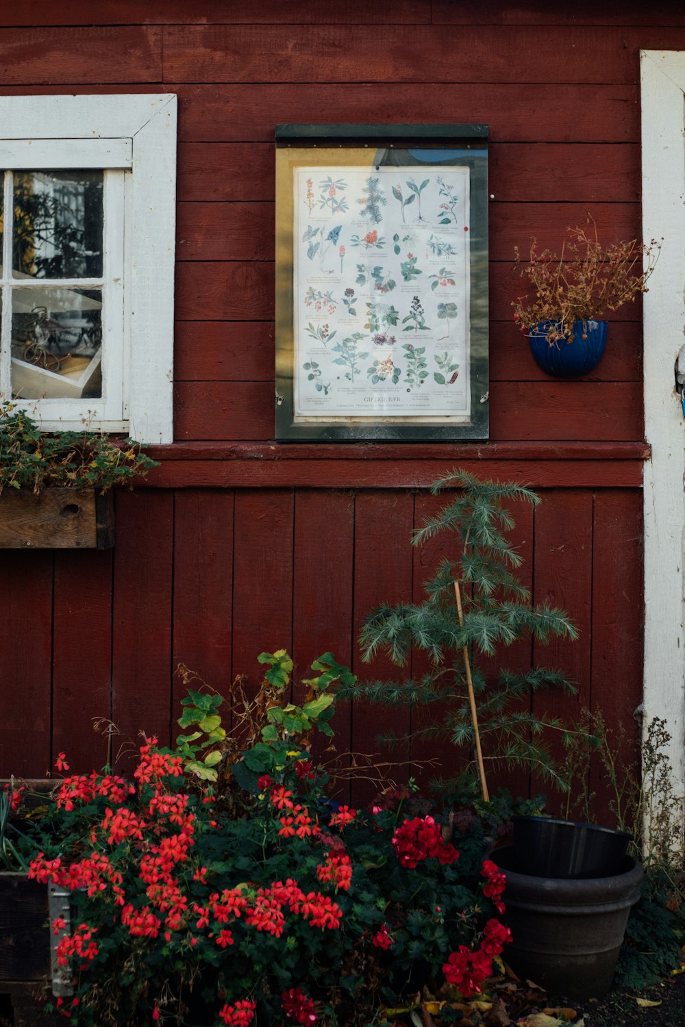 a red house with a window and potted plants