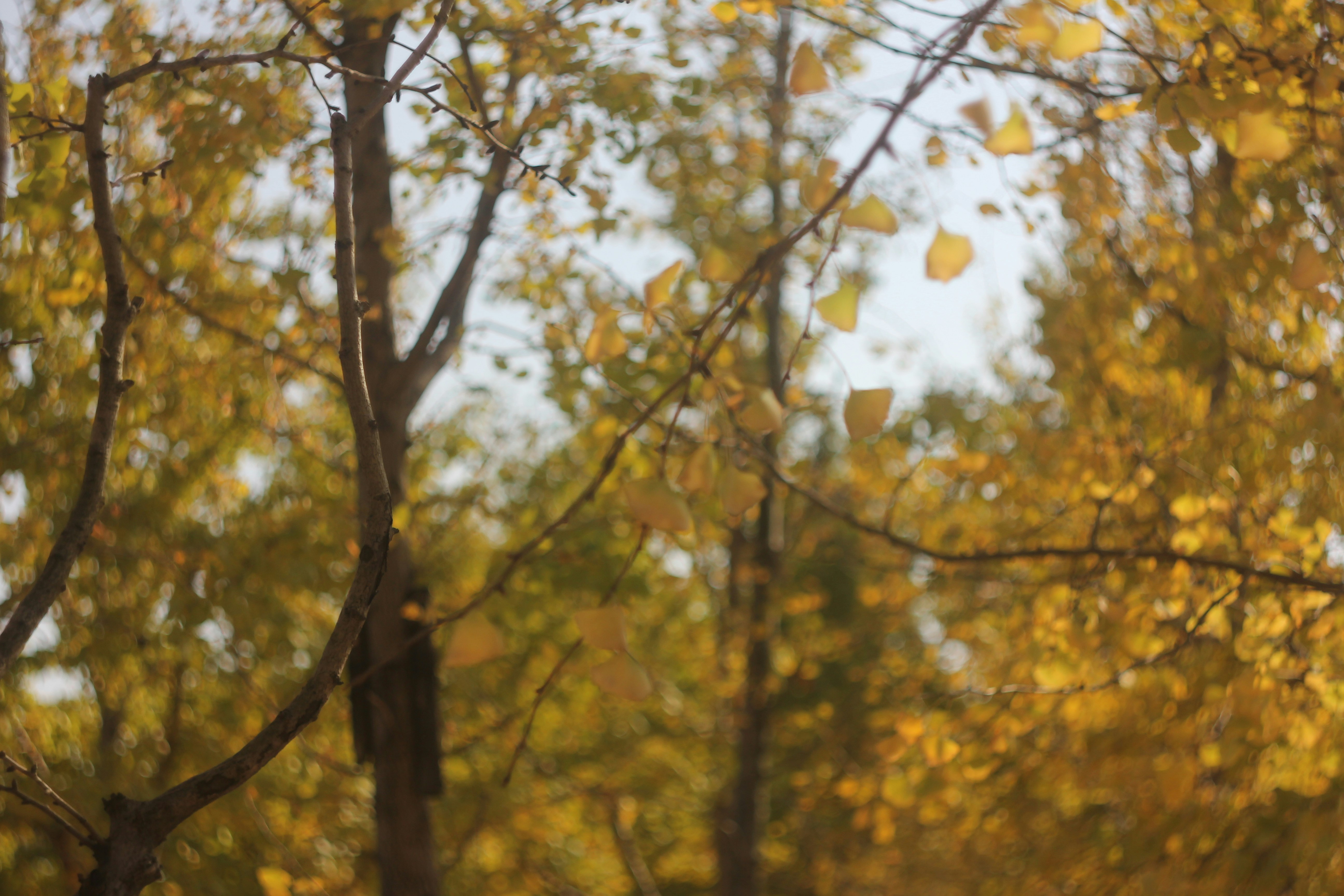 Photo by uttam_kumar