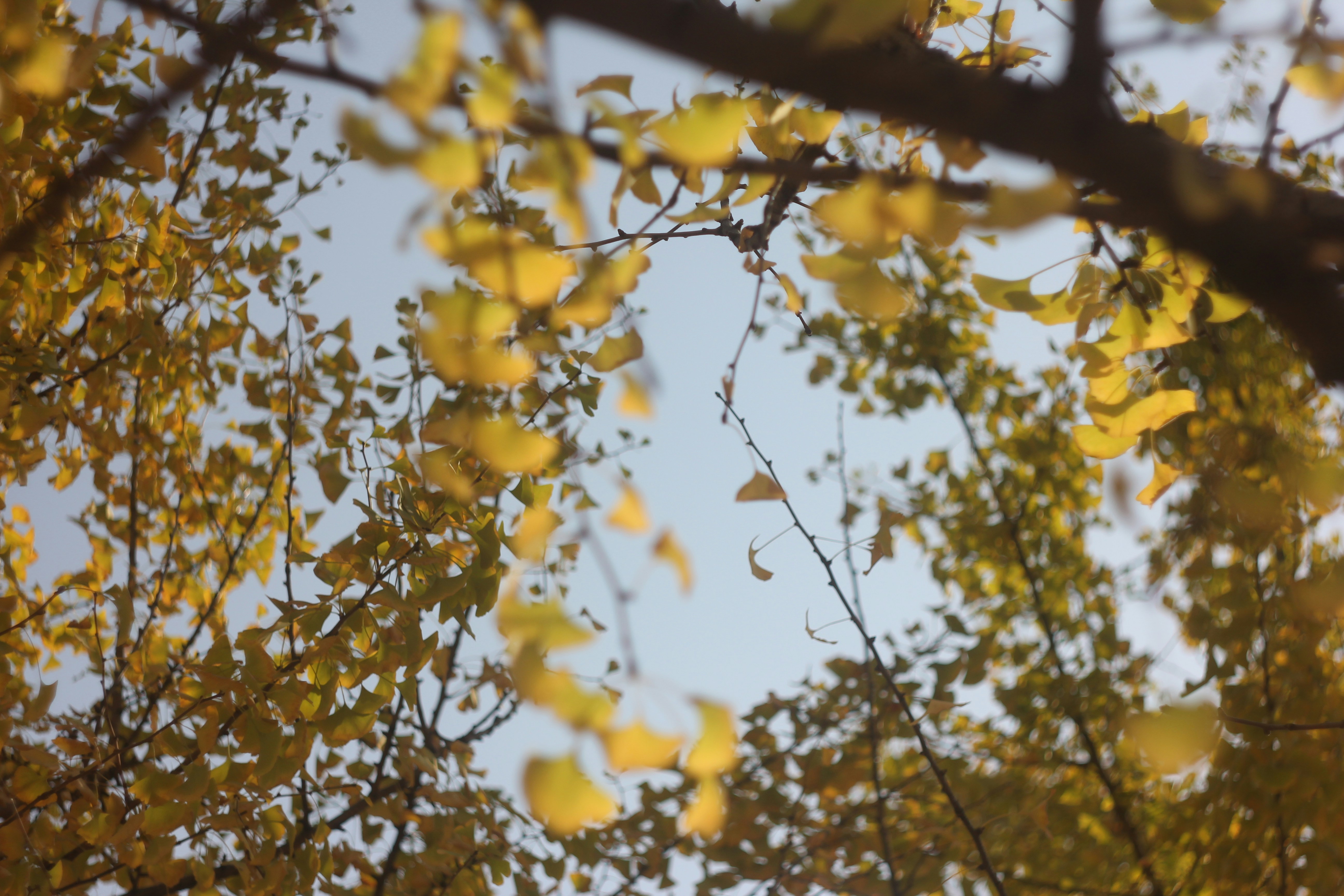 Photo by uttam_kumar