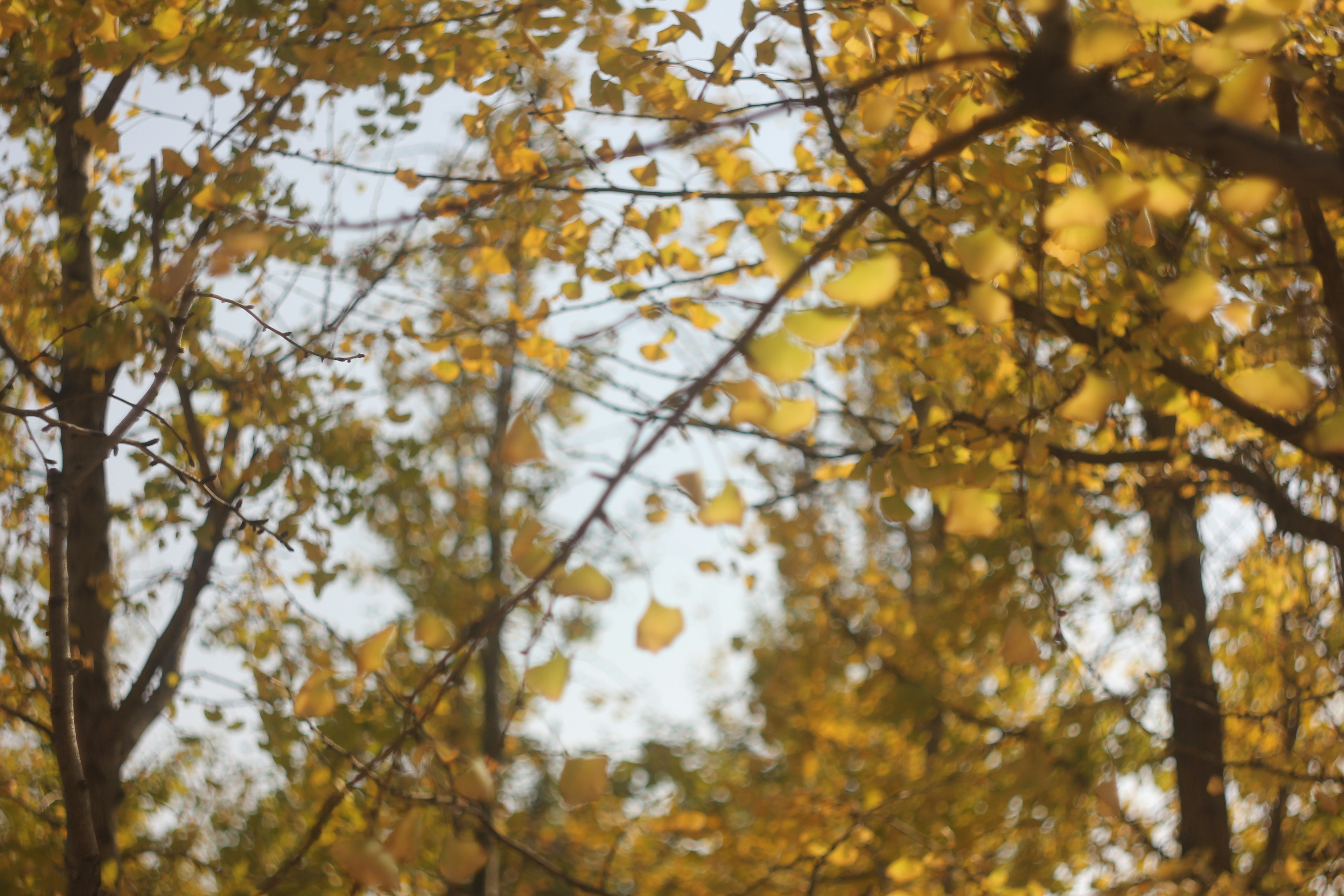 Photo by uttam_kumar