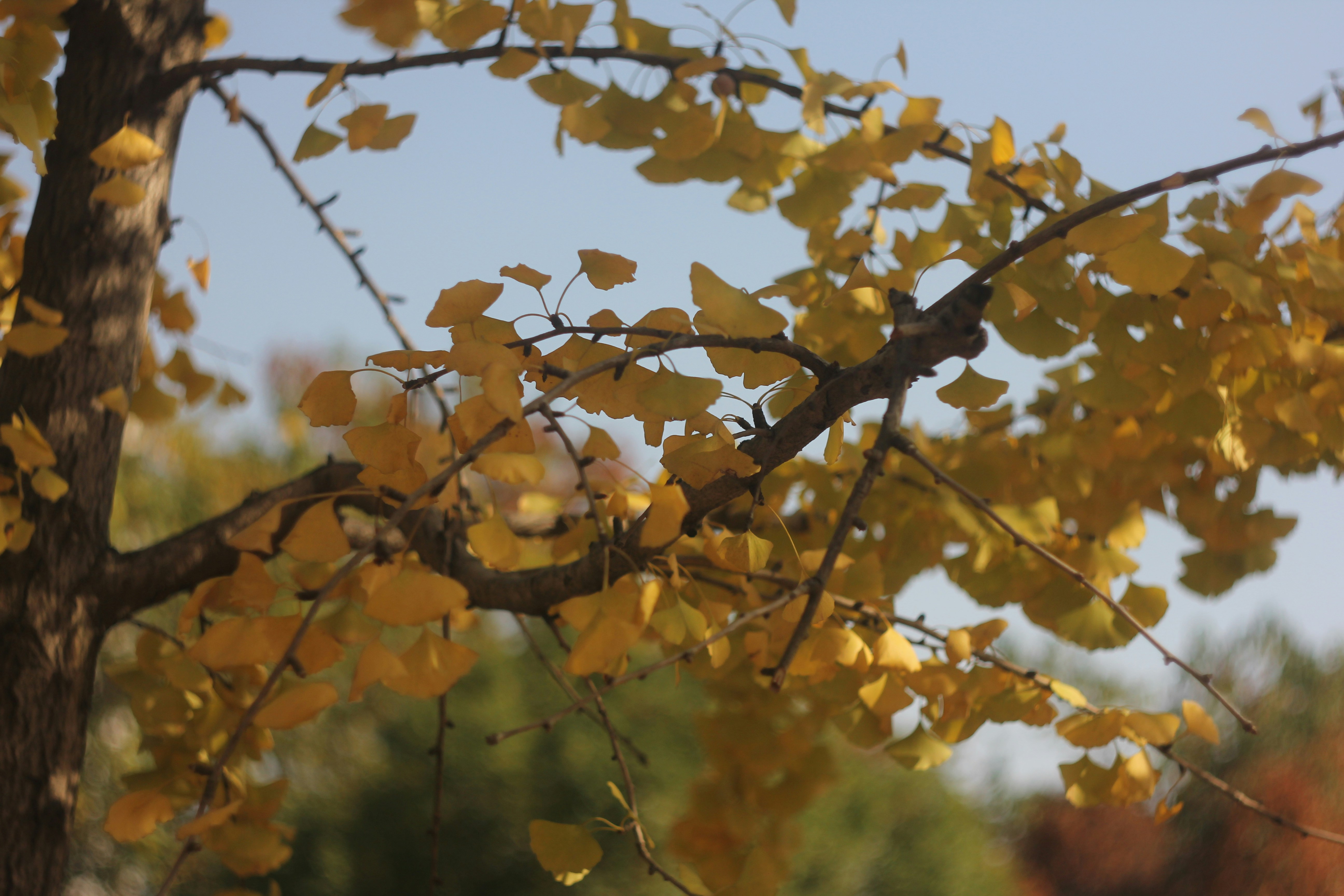 un arbre avec des feuilles jaunes et un ciel bleu en arrière-plan