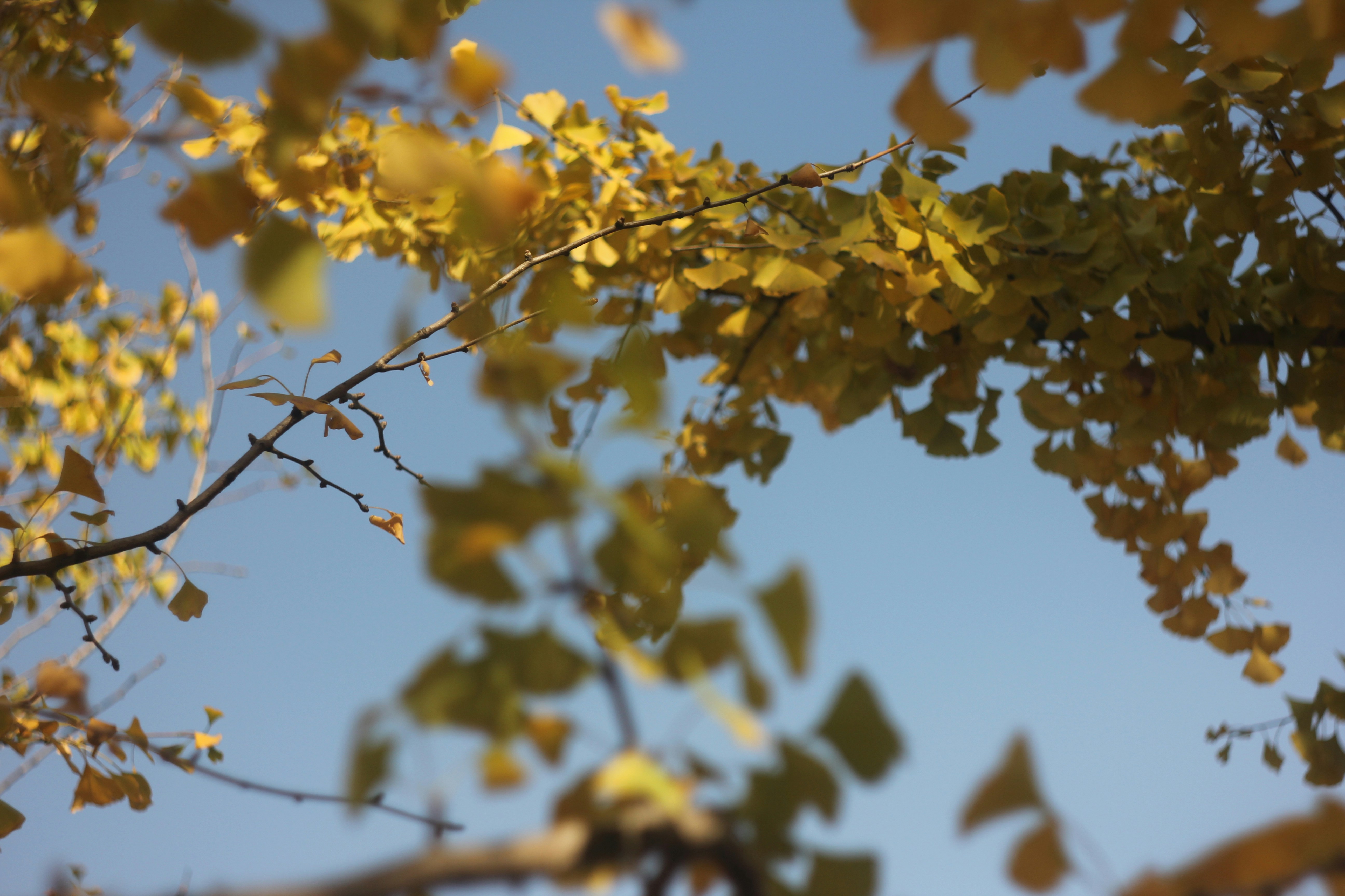 Photo by uttam_kumar