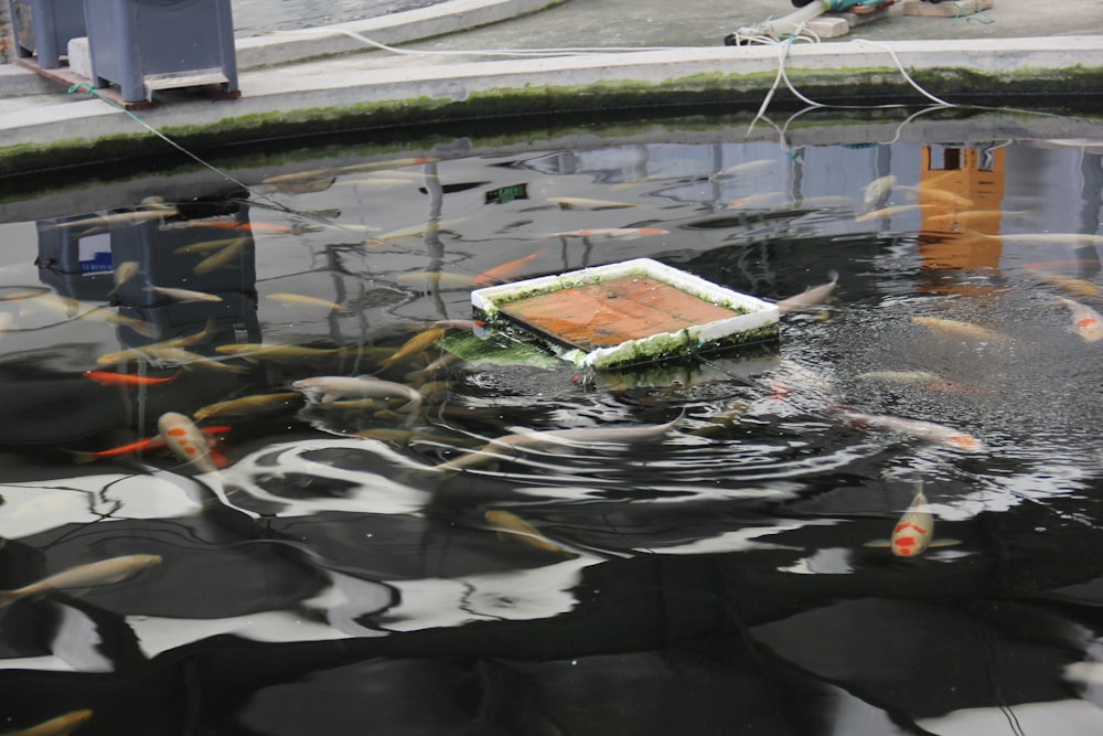 a pond filled with lots of fish next to a building