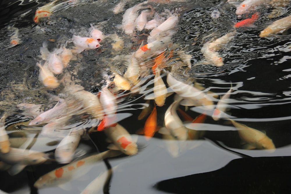 a group of fish swimming in a pond