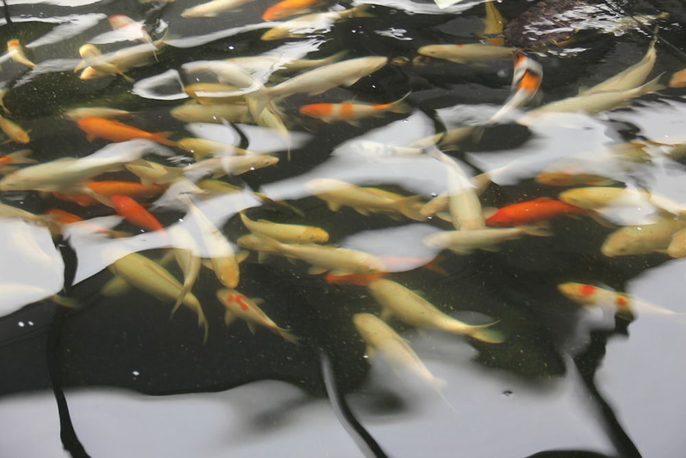 a group of fish swimming in a pond