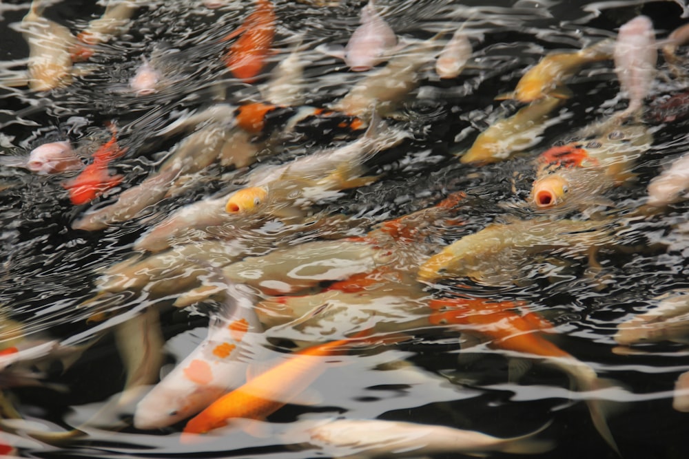 a group of fish swimming in a pond