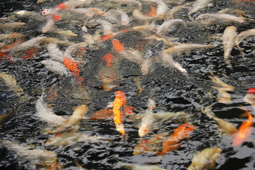 a large group of fish swimming in a pond