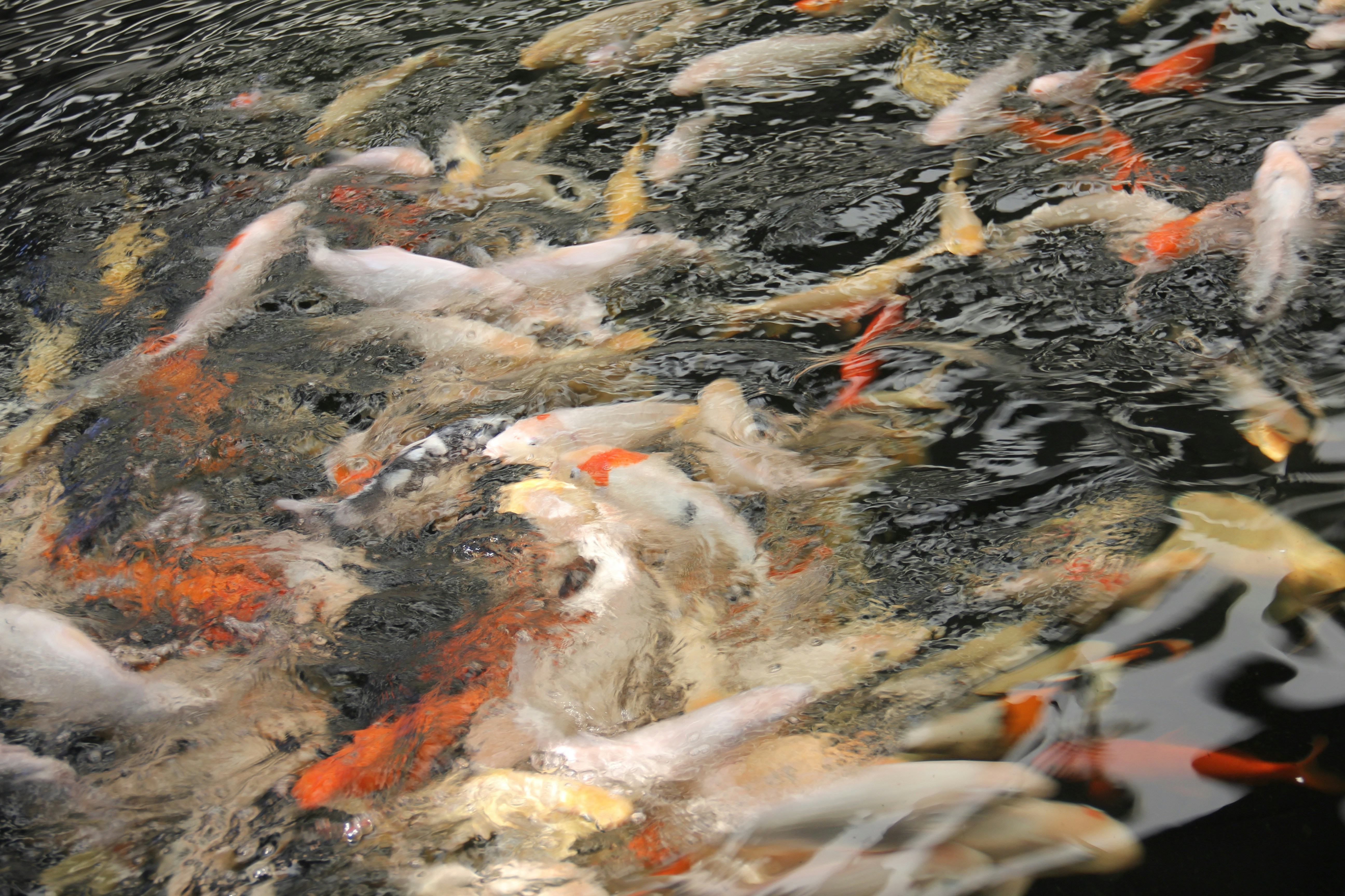 a group of fish swimming in a pond