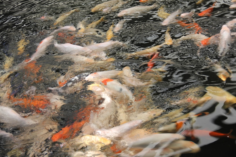 a group of fish swimming in a pond