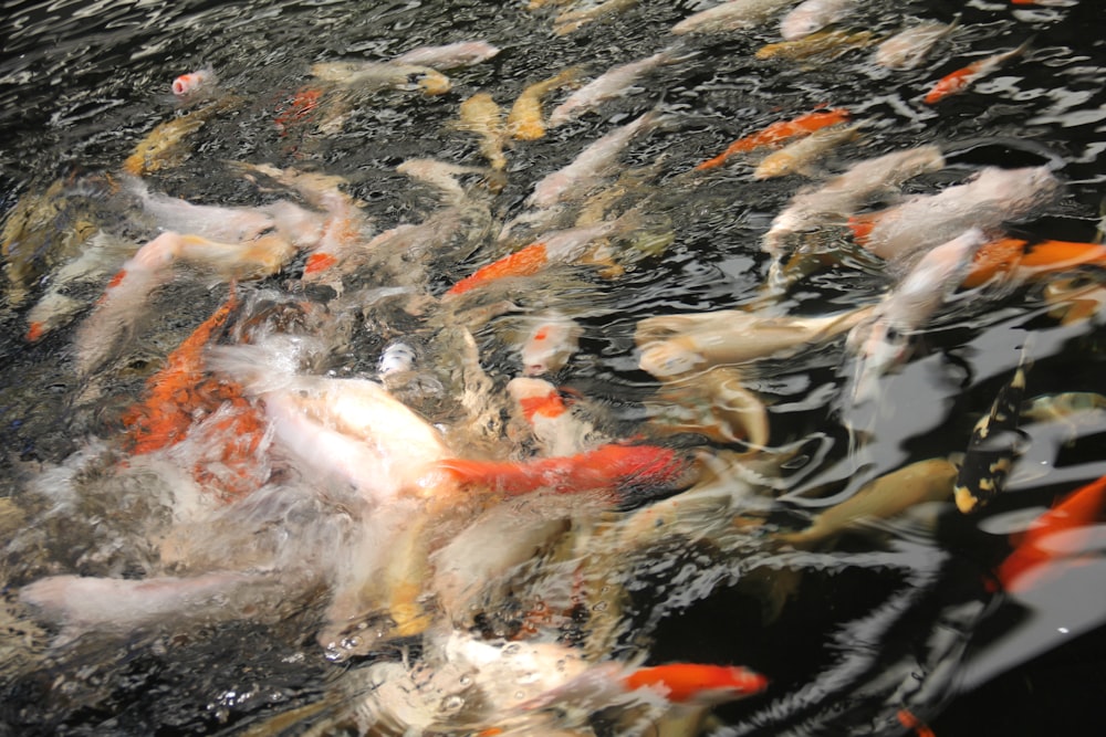 a group of fish swimming in a pond