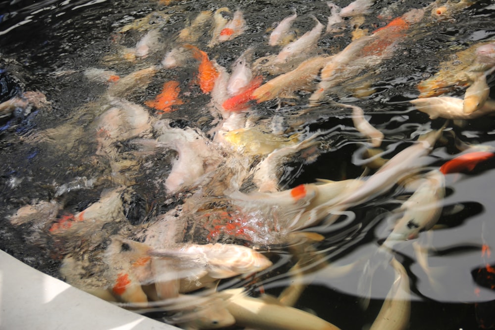 a group of fish swimming in a pond