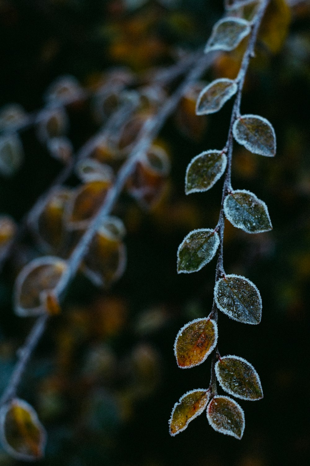 a close up of a plant with frost on it