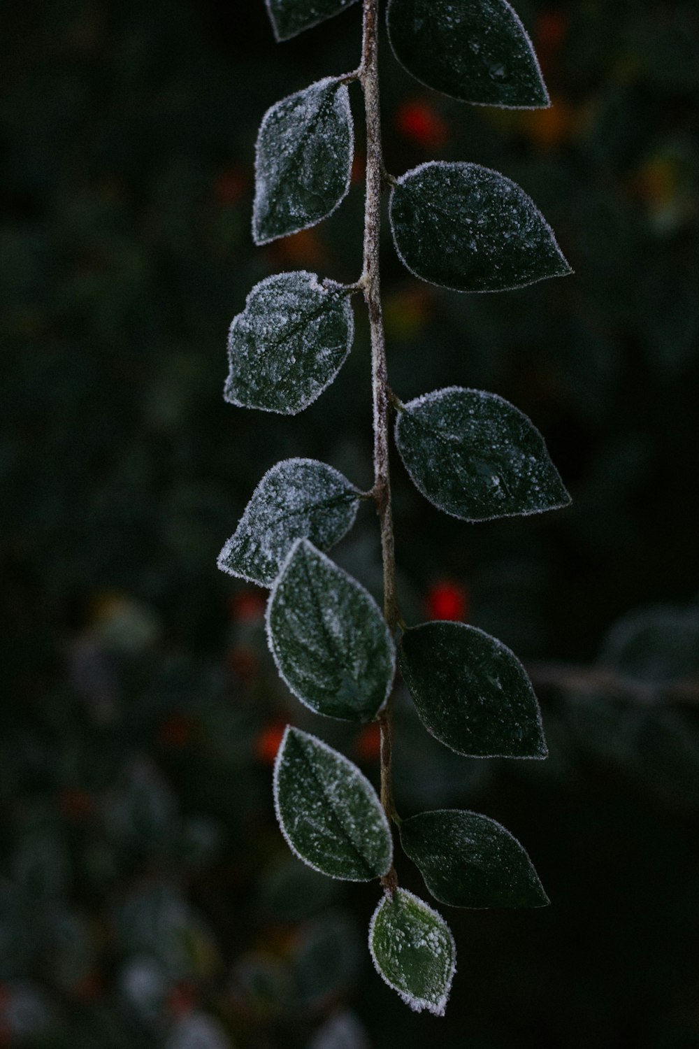 a close up of a plant with frost on it