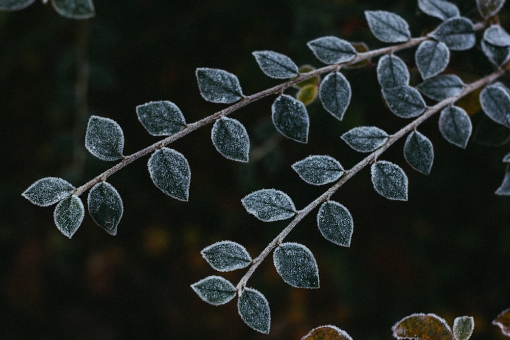 a close up of a leaf with frost on it