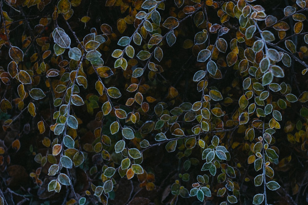 a close up of a bunch of leaves on a tree