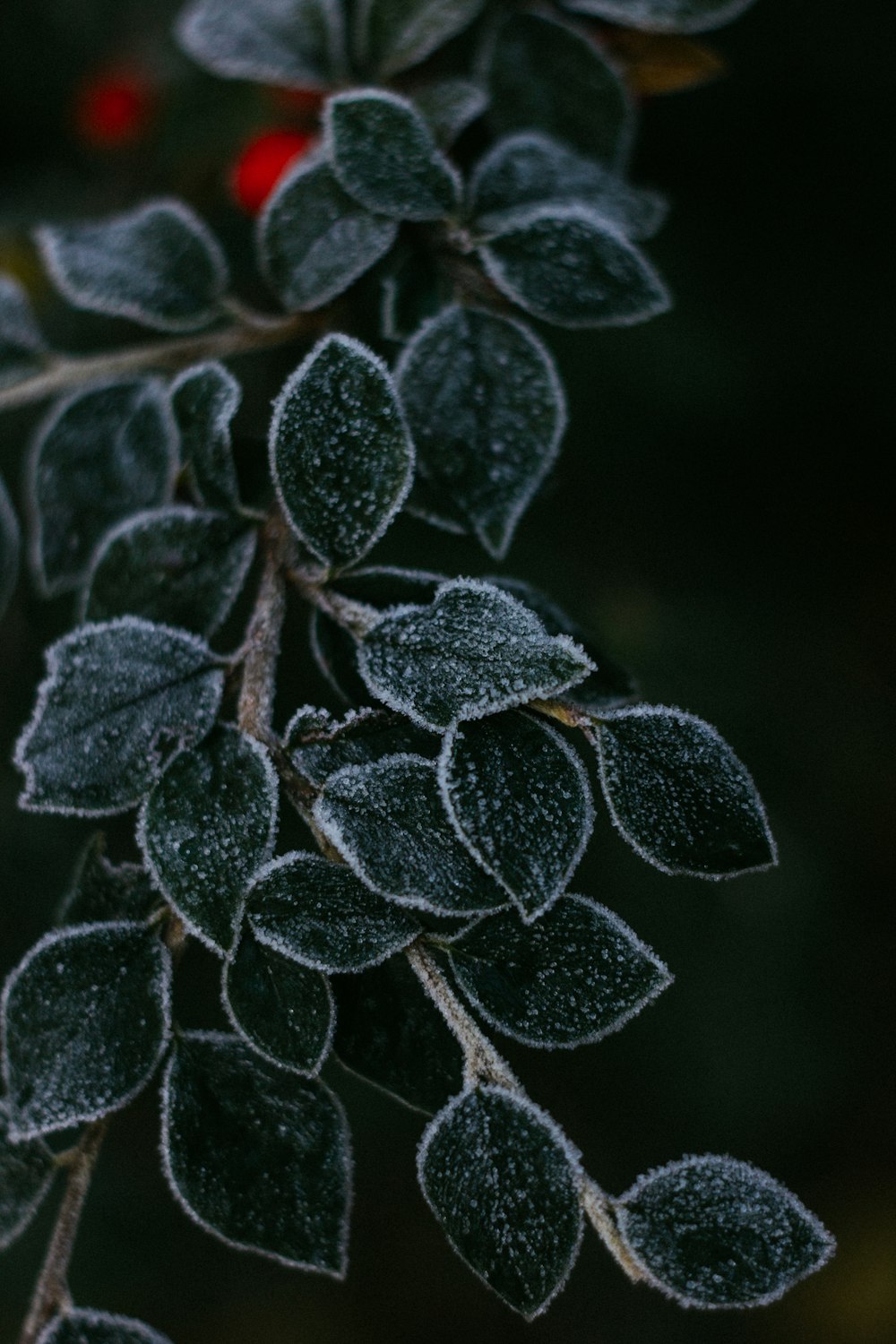 a close up of a plant with frost on it