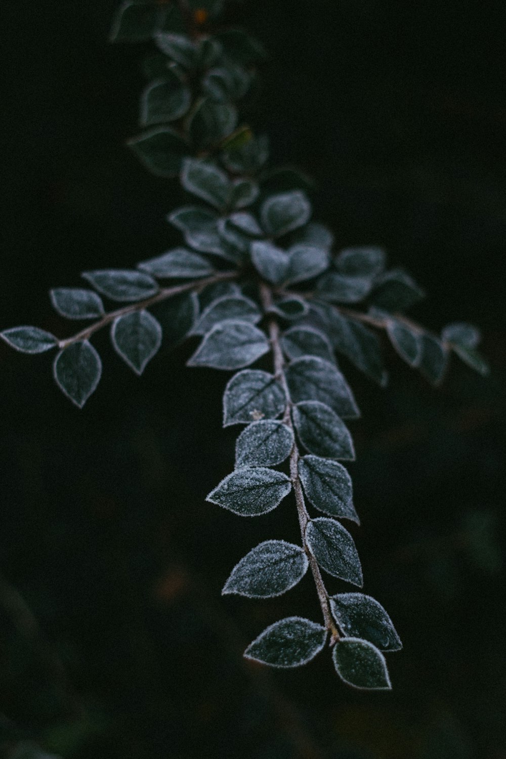 a close up of a plant with leaves