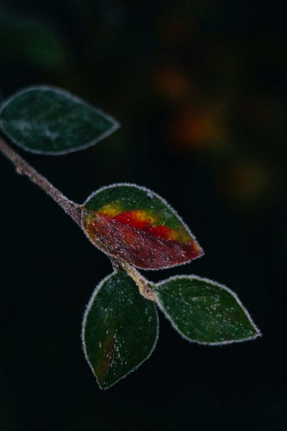 a close up of a leaf on a branch