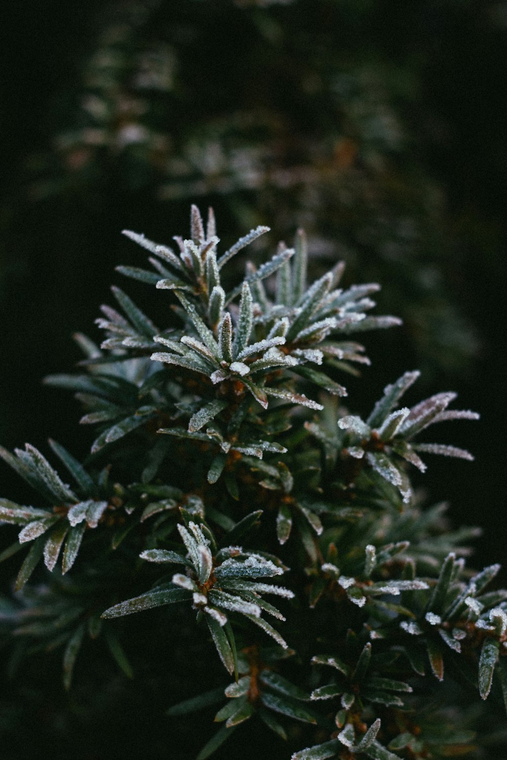 a close up of a plant with frost on it