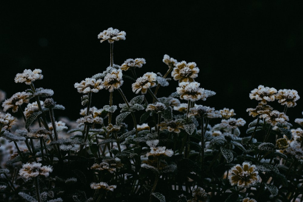 a bunch of flowers that are next to each other