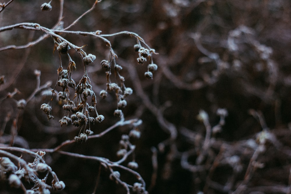 a close up of a tree with snow on it