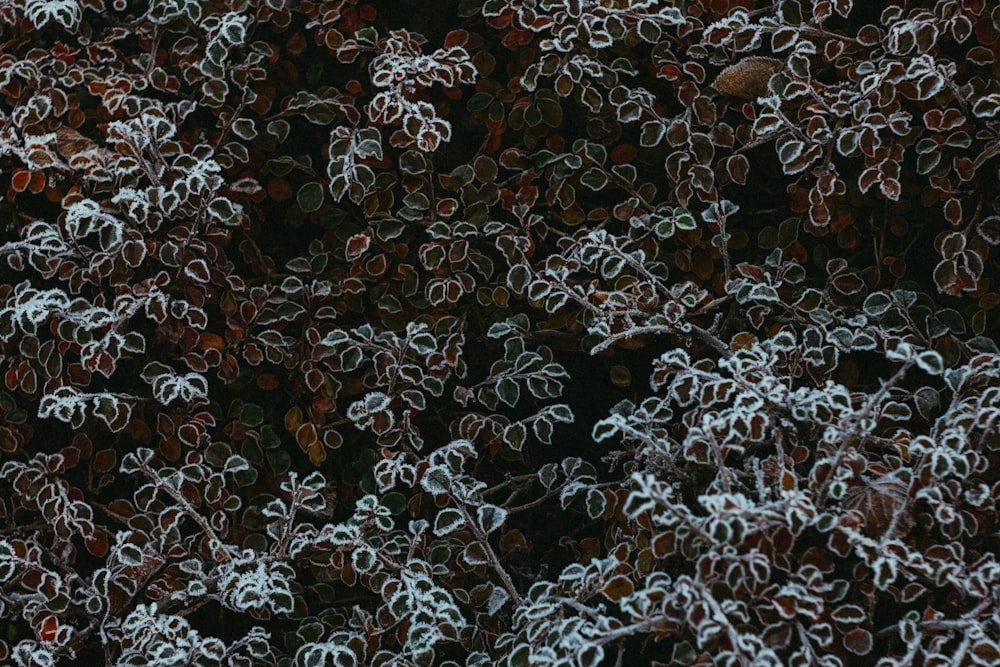 a bunch of plants that are covered in frost