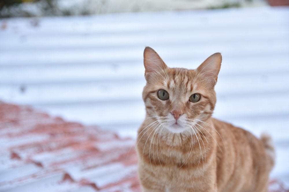 an orange cat standing on top of a snow covered ground