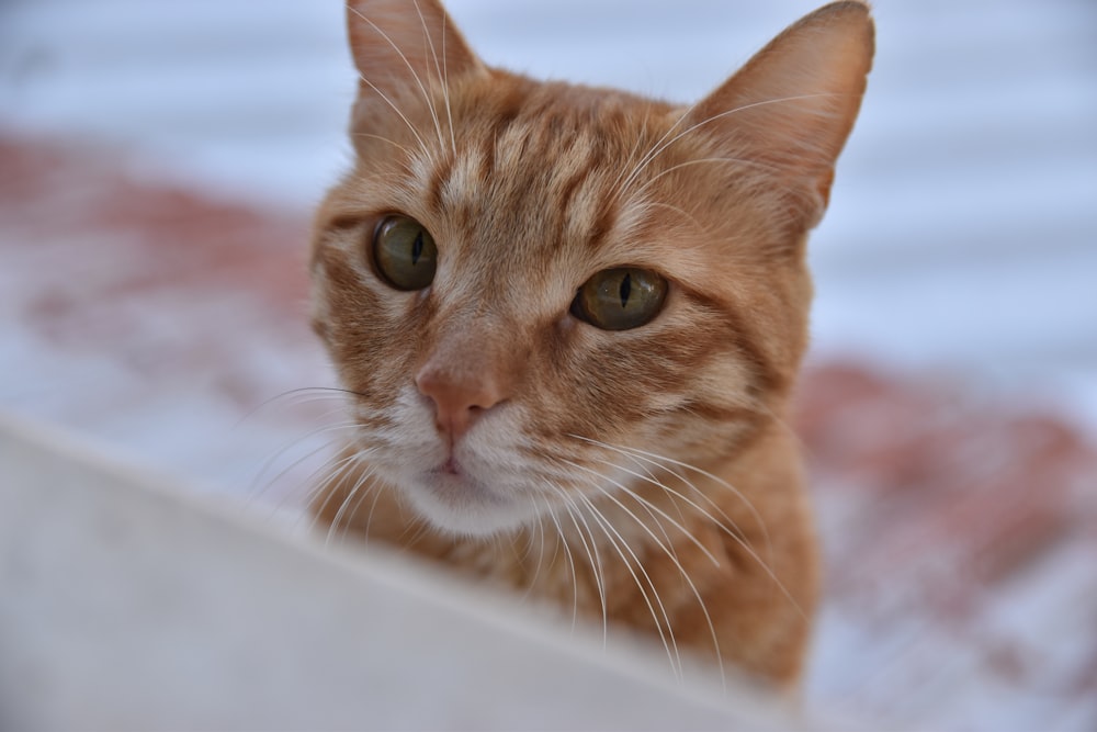 Un primer plano de un gato mirando a la cámara