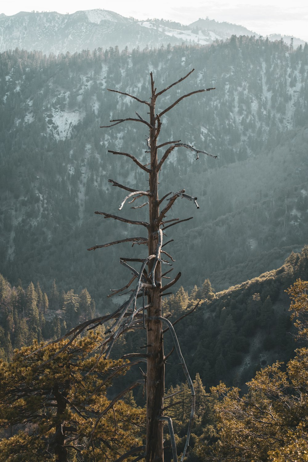 a dead tree in the middle of a forest