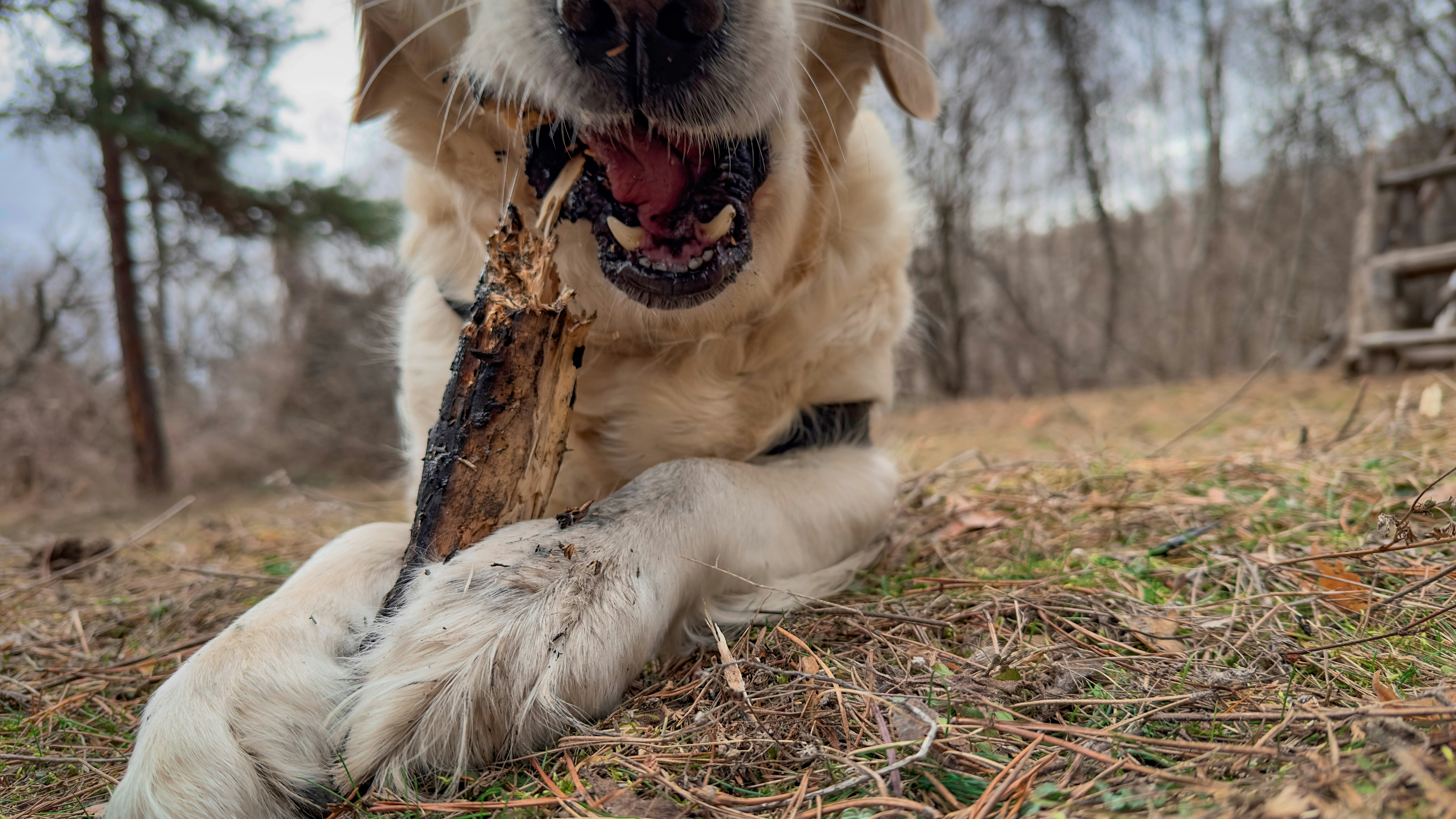 Golden retriever stick chewing