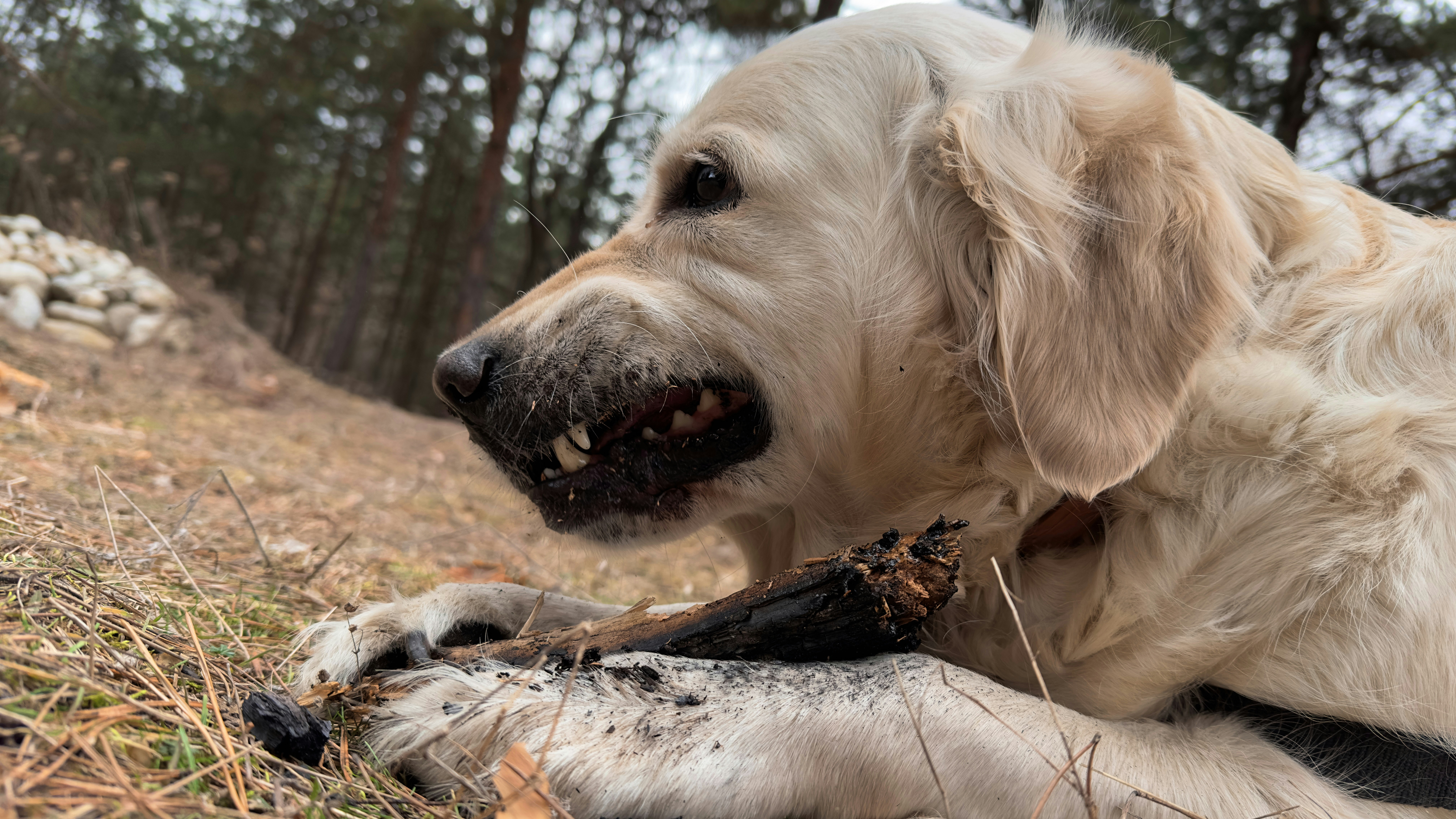 Golden retriever stick chewing