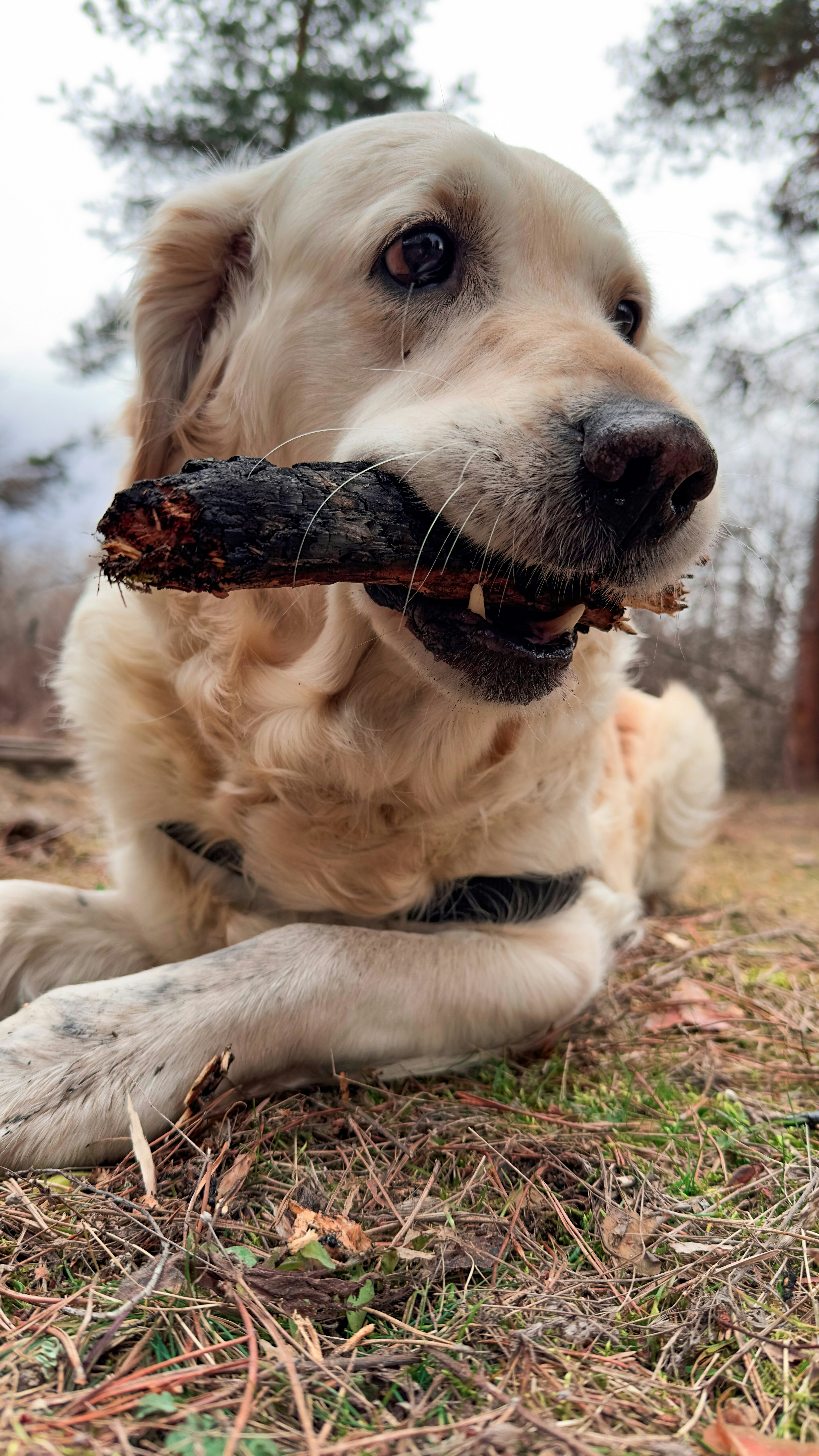 a dog holding a stick in its mouth
