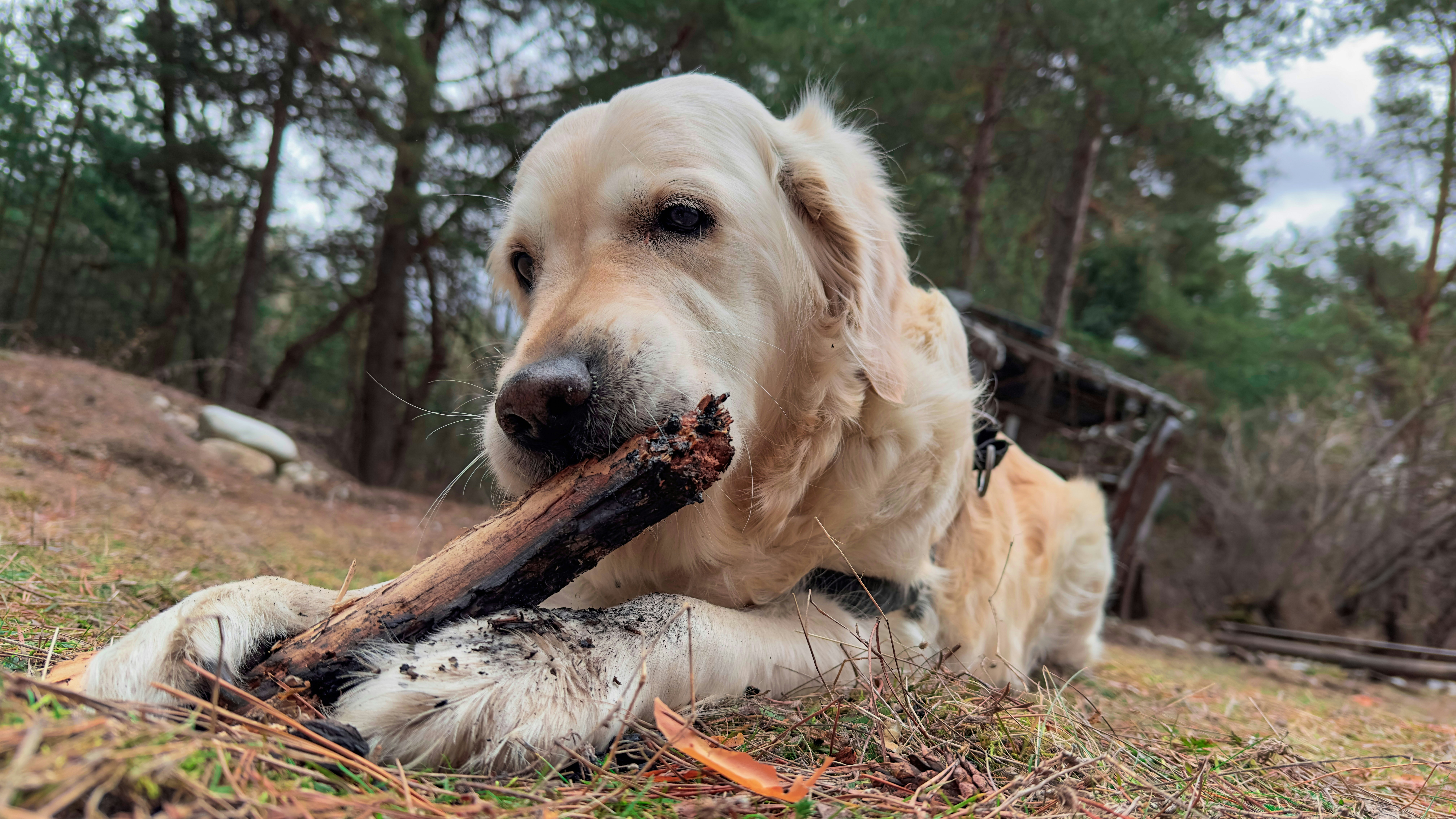 kultainennoutaja pureskelee keppiä nurmikolla