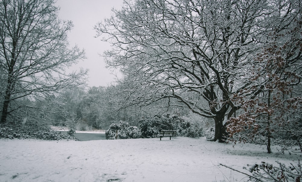 a snow covered park with a bench and trees