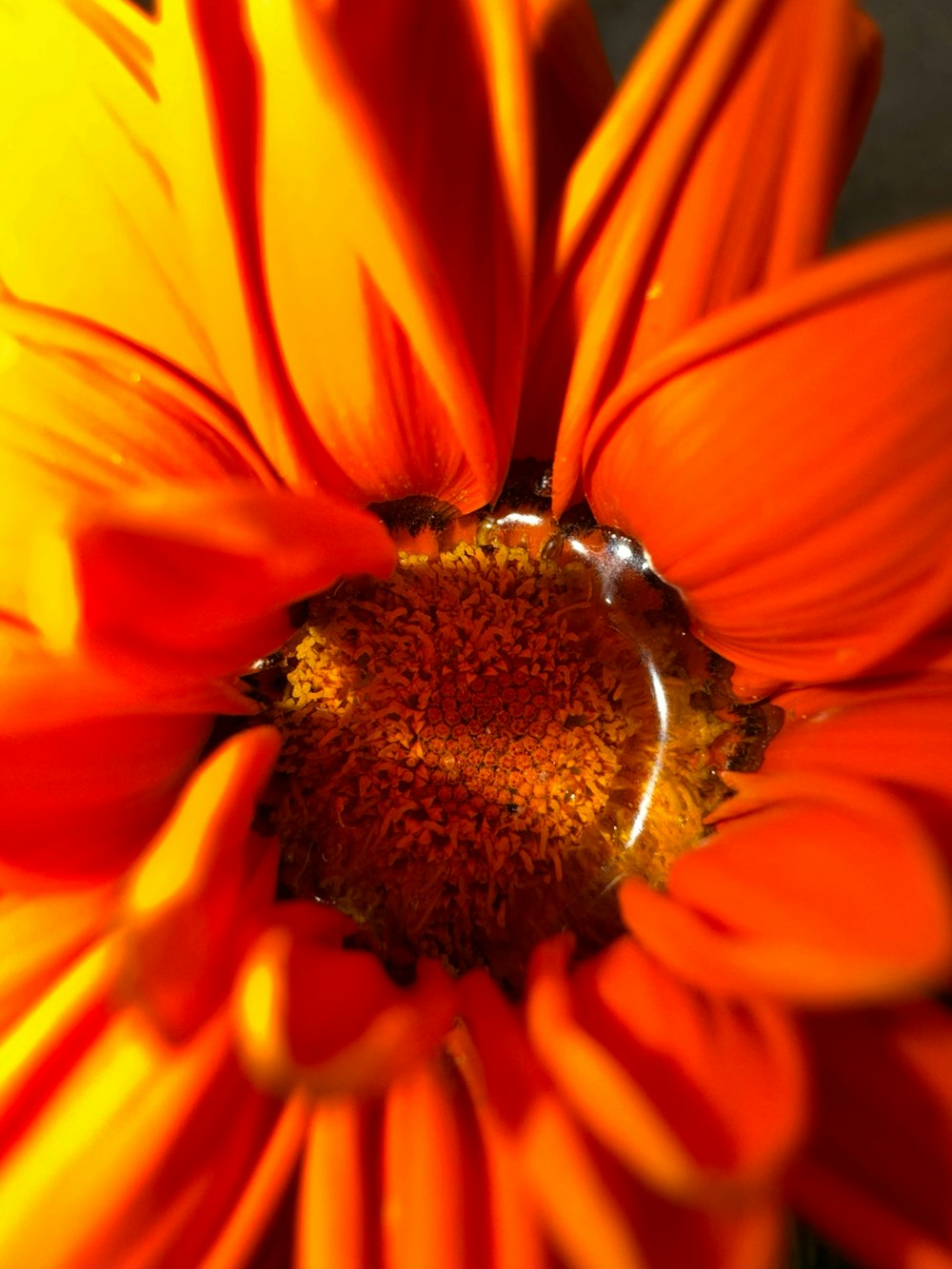 a close up of a bright orange flower