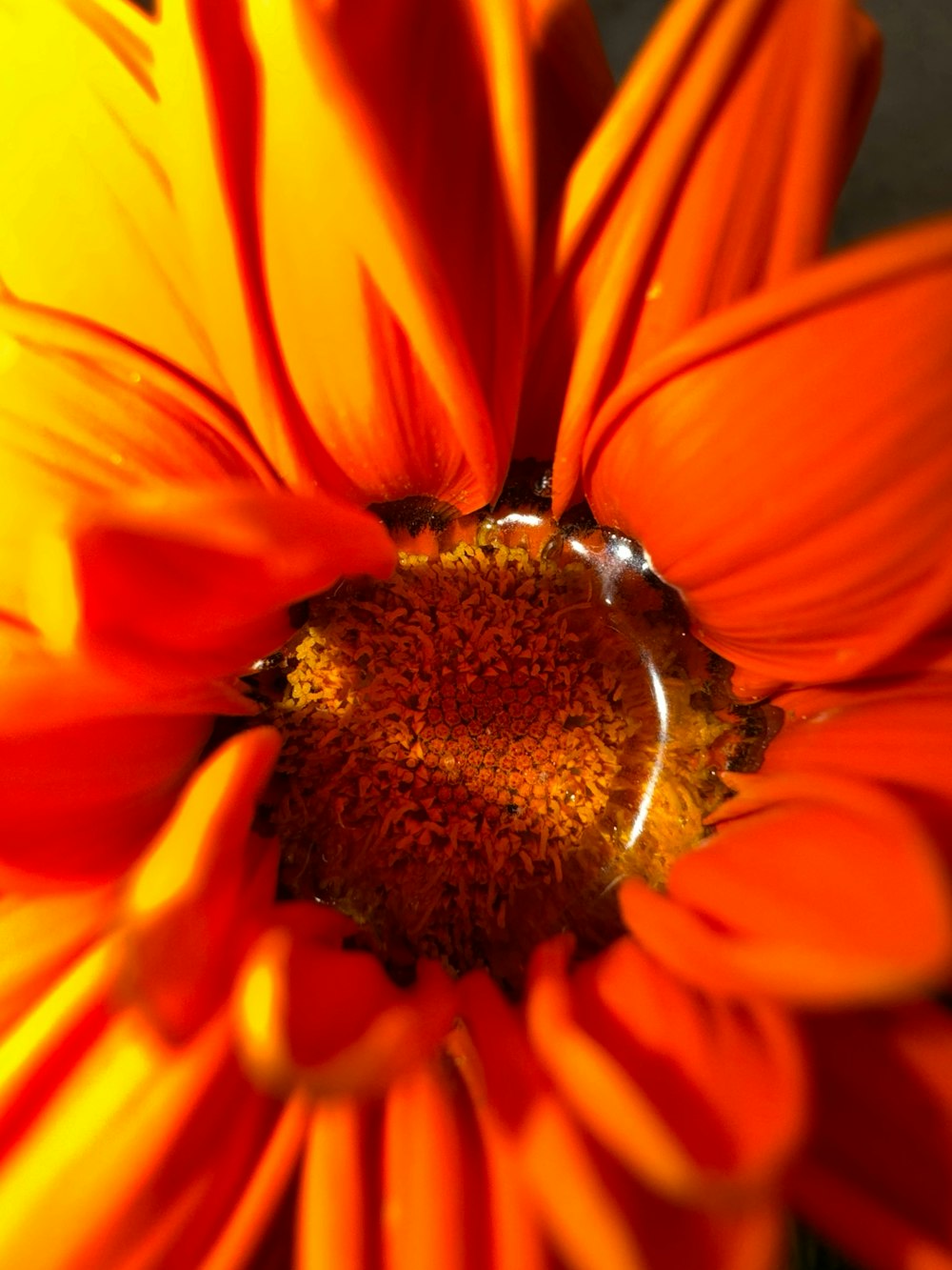 Un primer plano de una flor de color naranja brillante