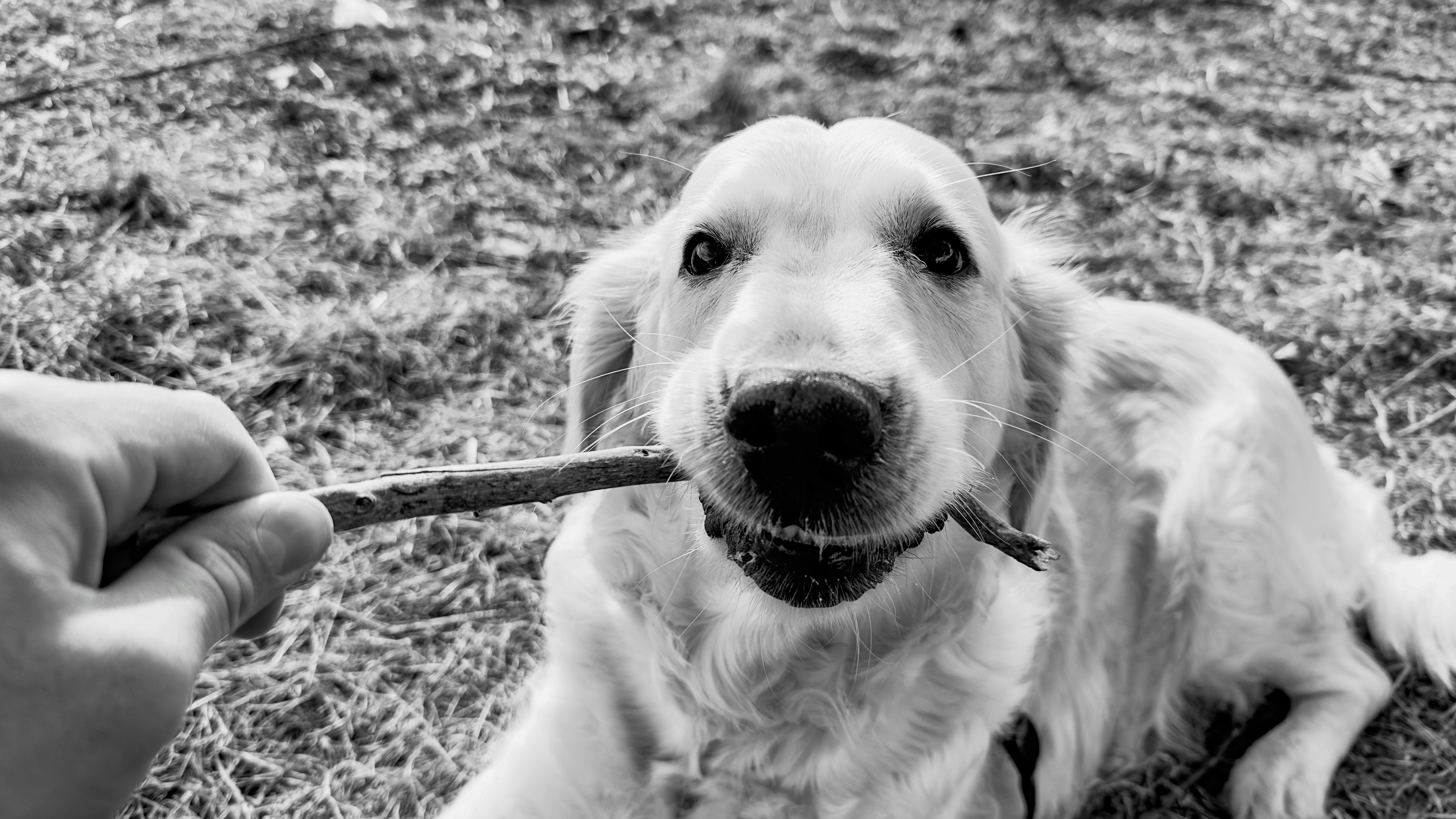 A person holding a stick out to a golden retriever sitting on grass outdoors.