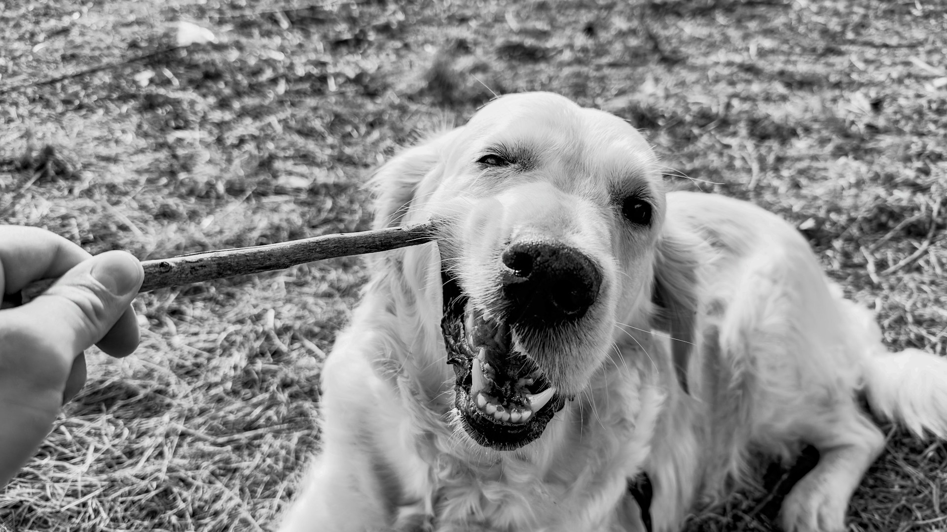 a black and white photo of a dog chewing on a stick