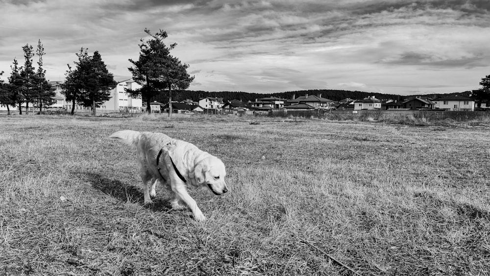 a large white dog walking across a grass covered field