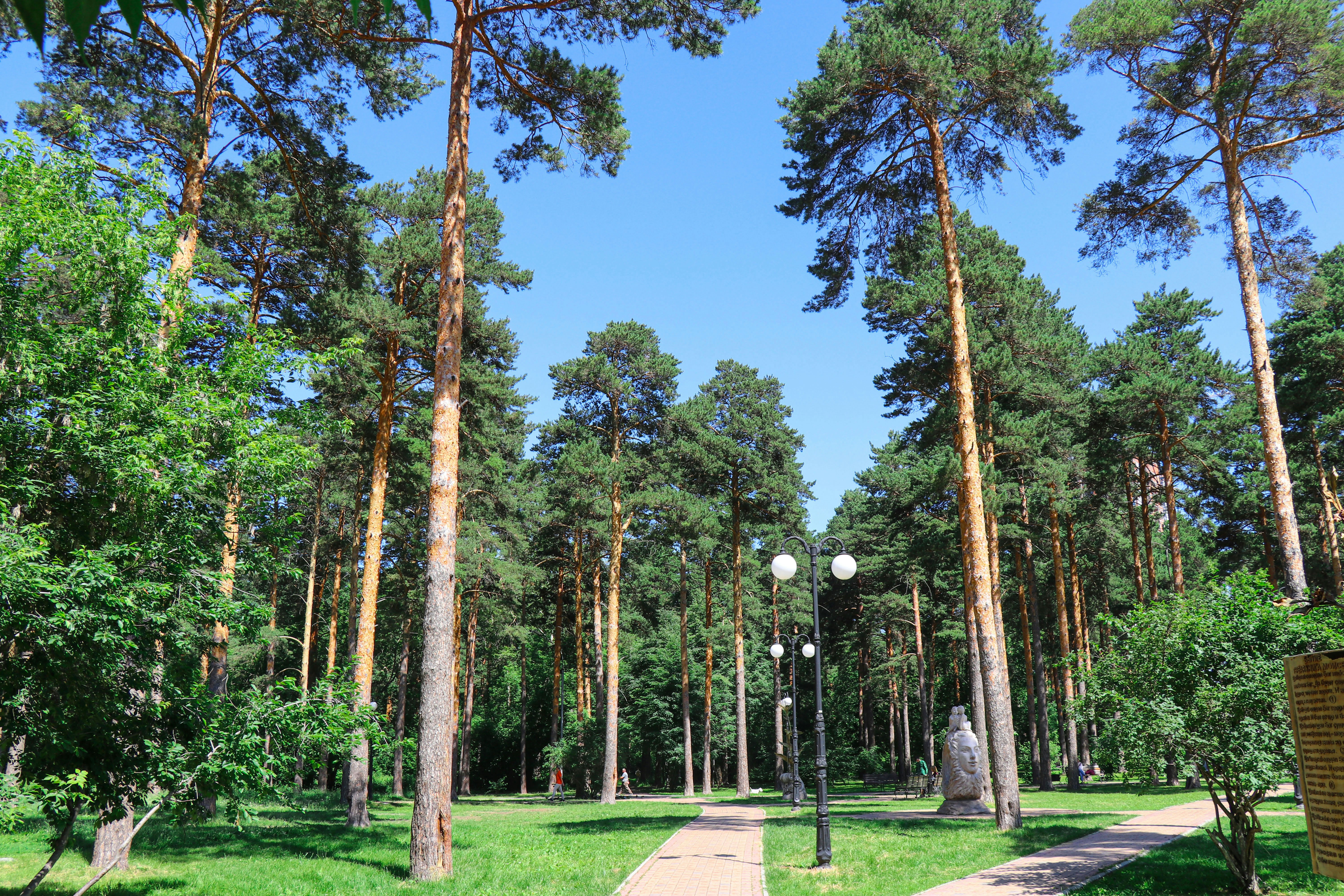 a path through a forest with tall trees