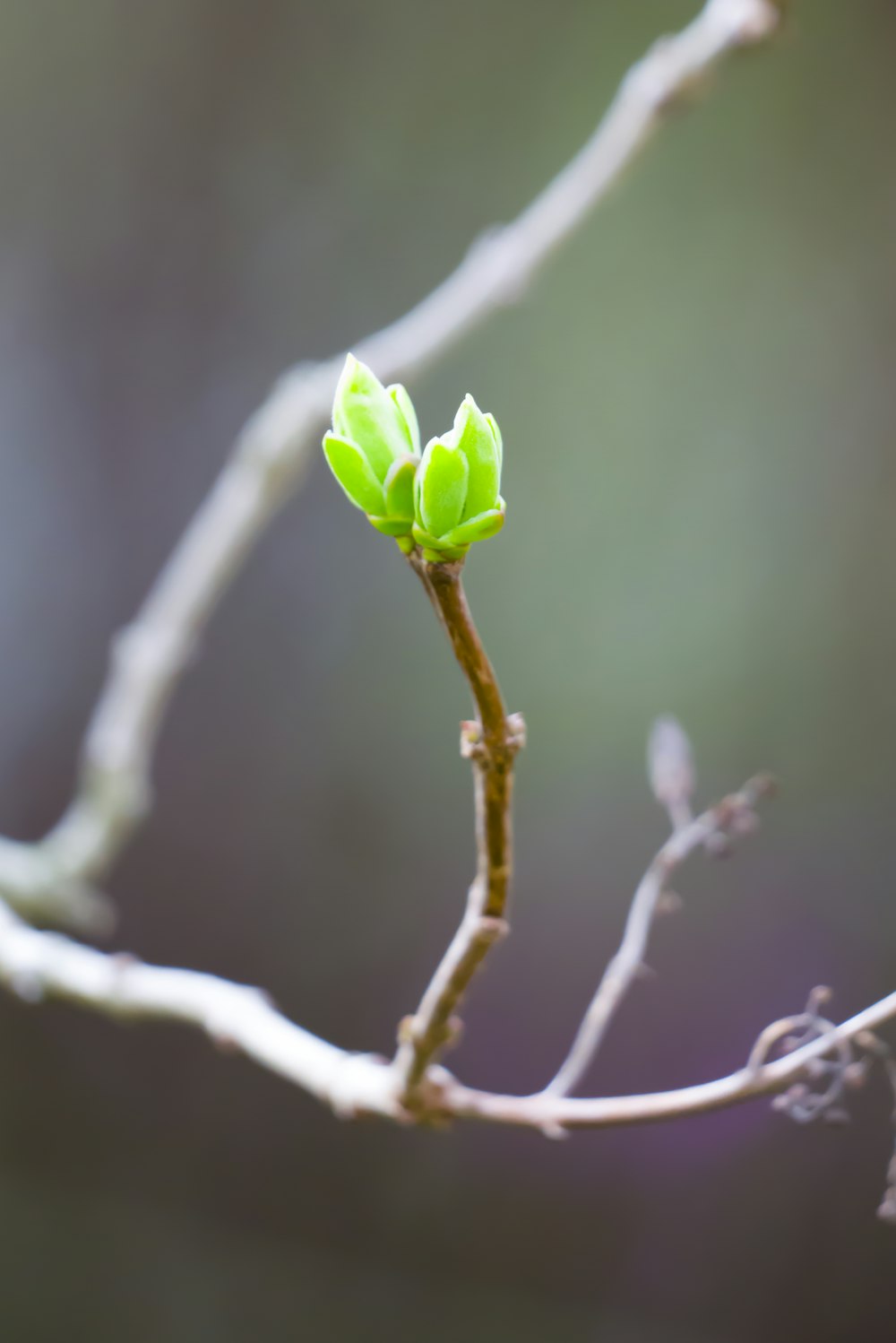 a small branch with two green leaves on it