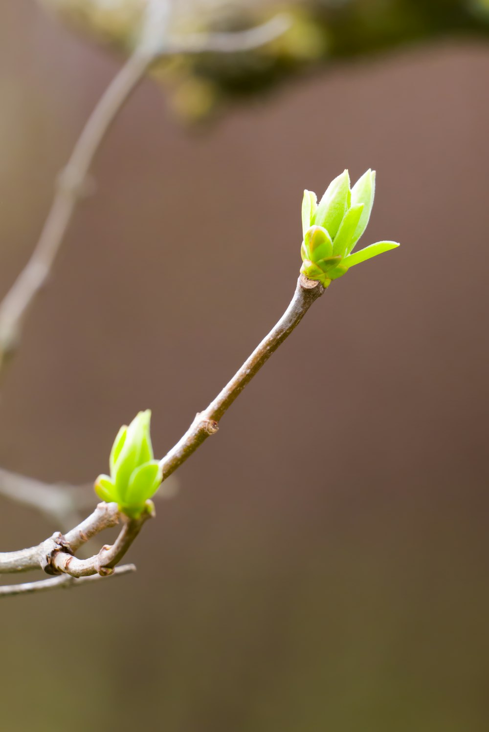 the buds of a small tree are starting to open