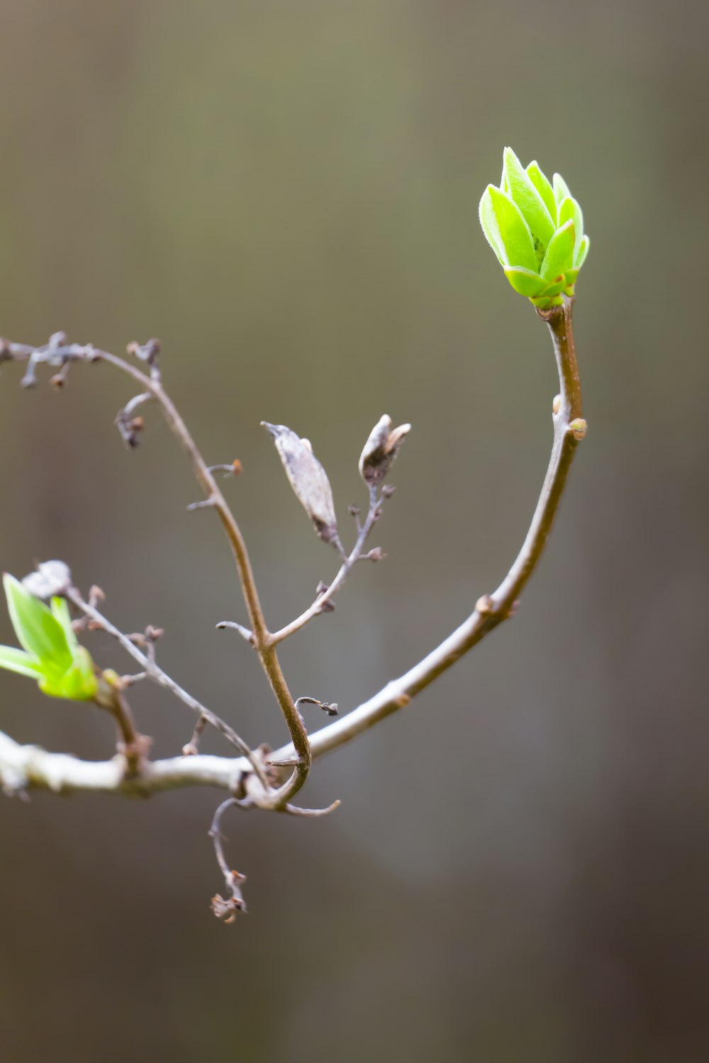 a small branch with a green flower on it