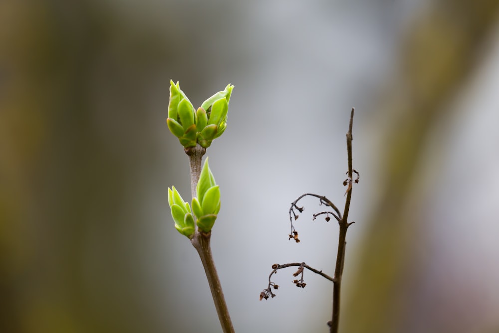 eine kleine grüne Pflanze mit Knospen an einem Zweig
