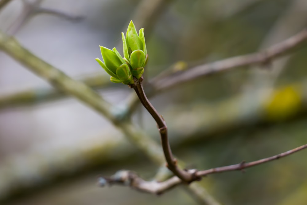 a small green leaf on a tree branch
