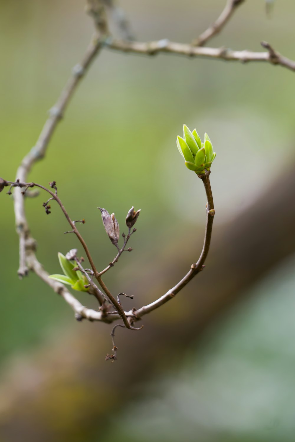 a tree branch with a small green flower