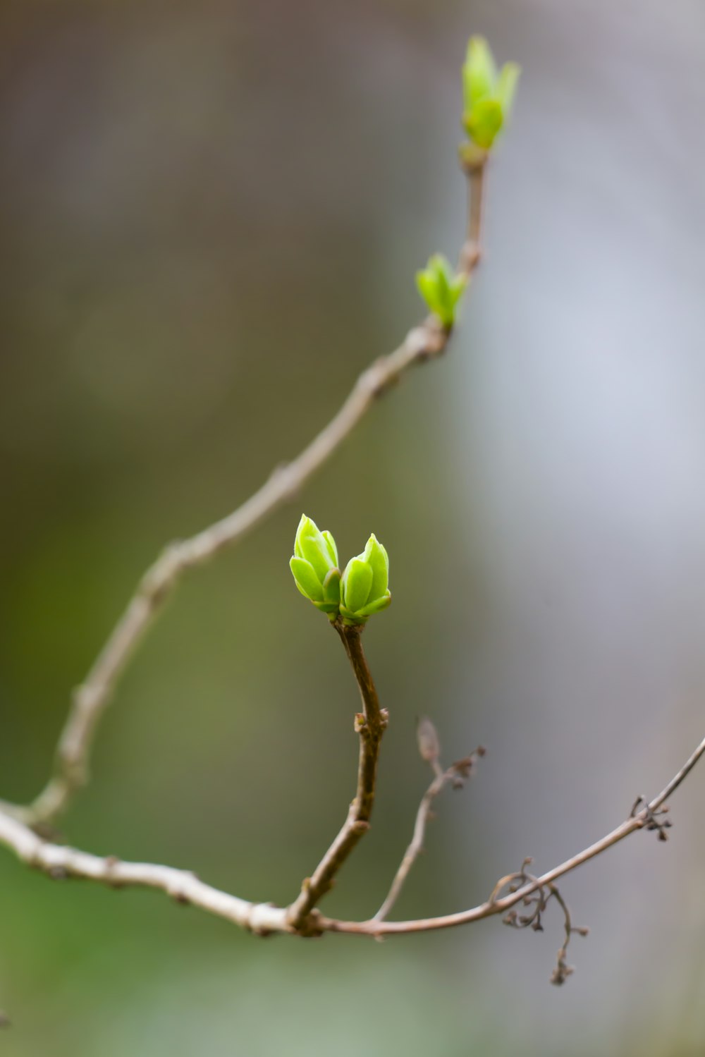 a branch with two green leaves on it