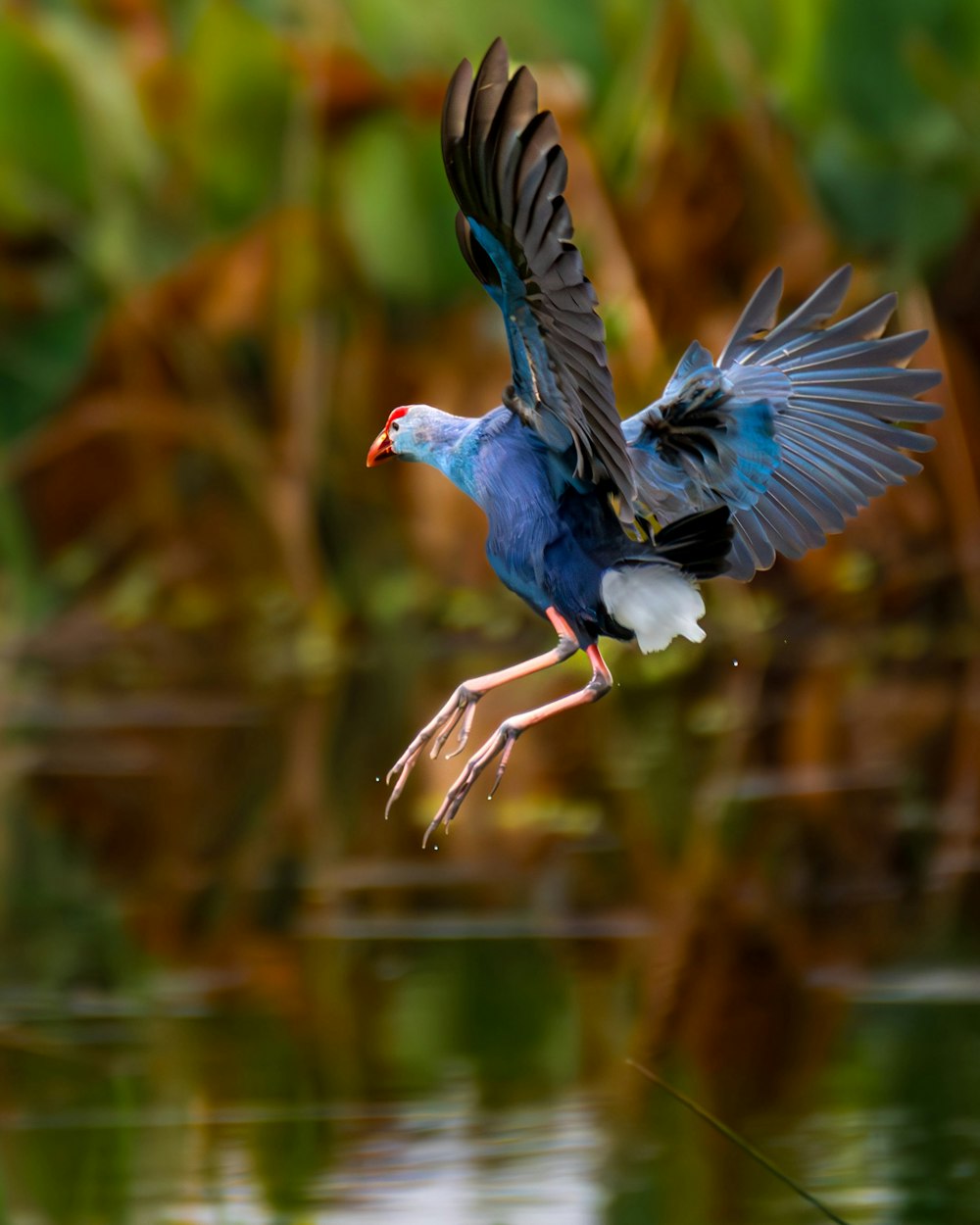 a blue and white bird flying over a body of water