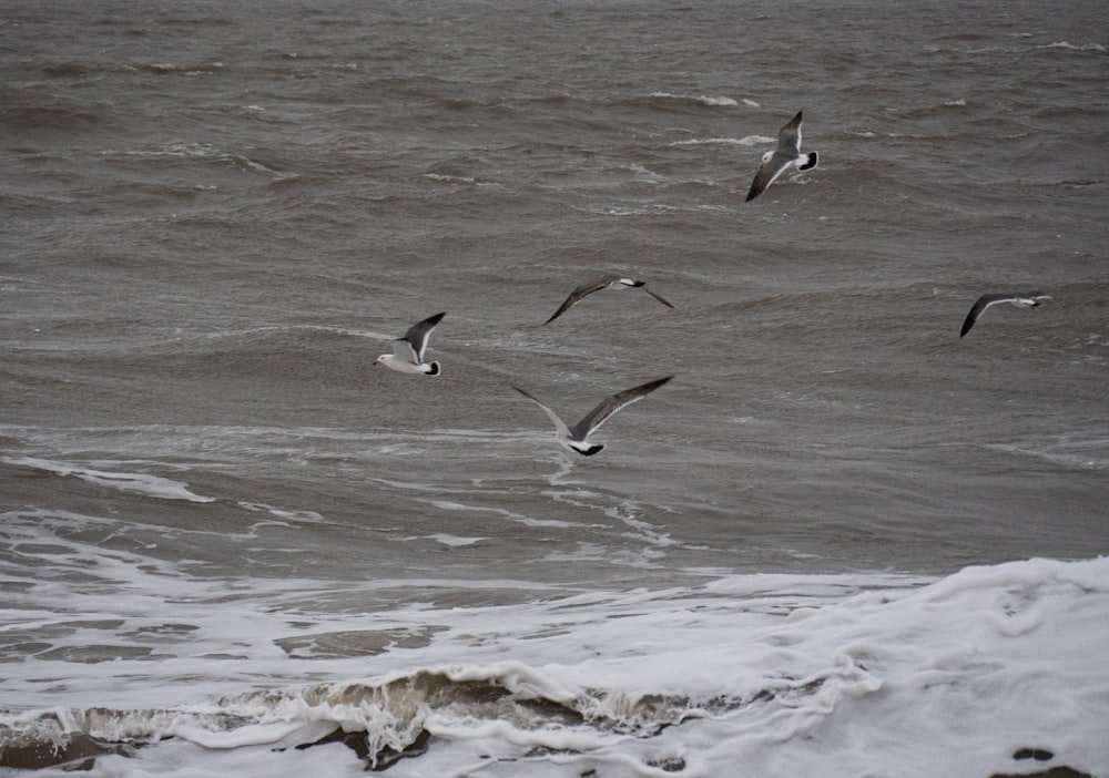 a flock of birds flying over a body of water