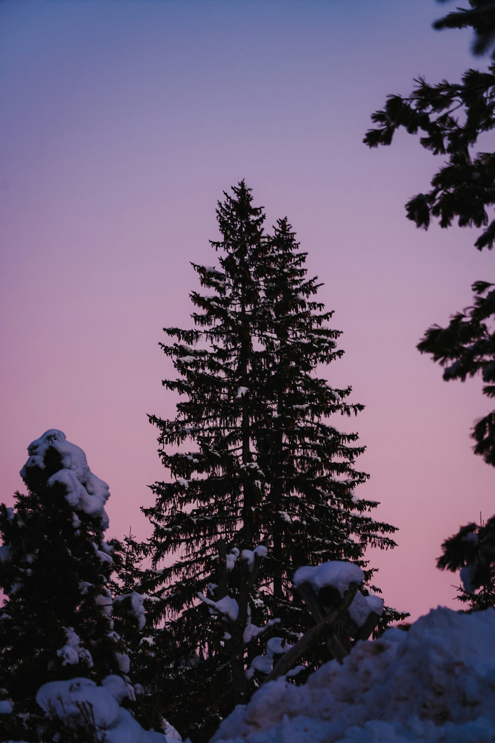 a snow covered pine tree with a pink sky in the background